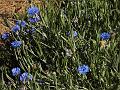 Flower Vasilkir 021
